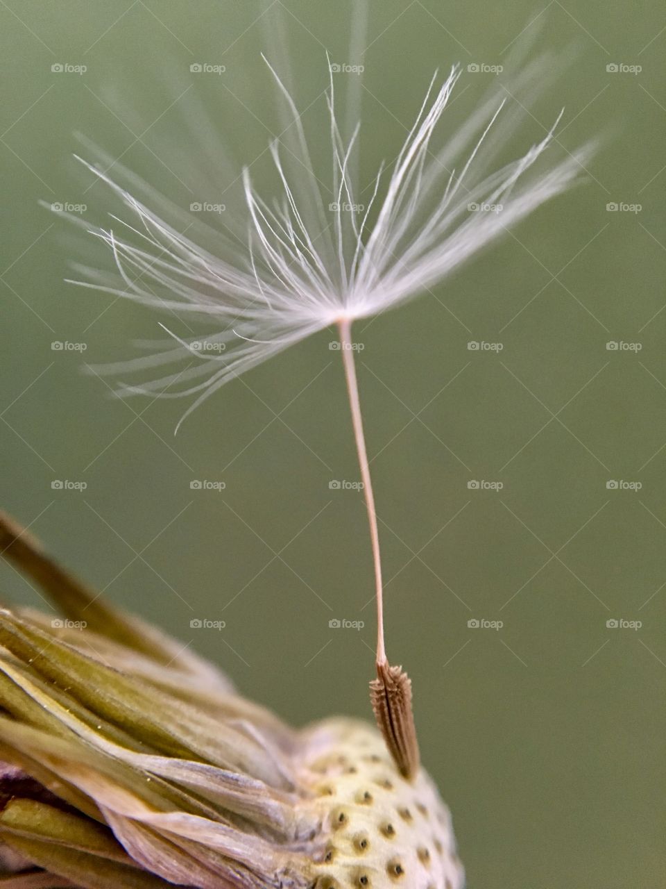  Close up of a dandelion seed ... beautiful nature 