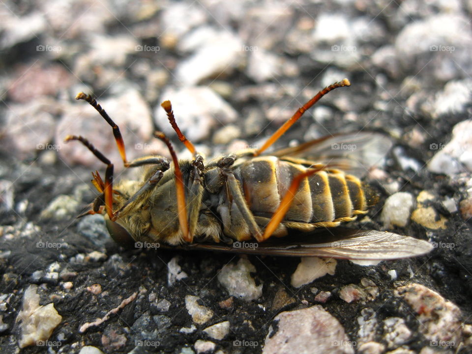 Roadside casualty. Horse-fly biting the dust