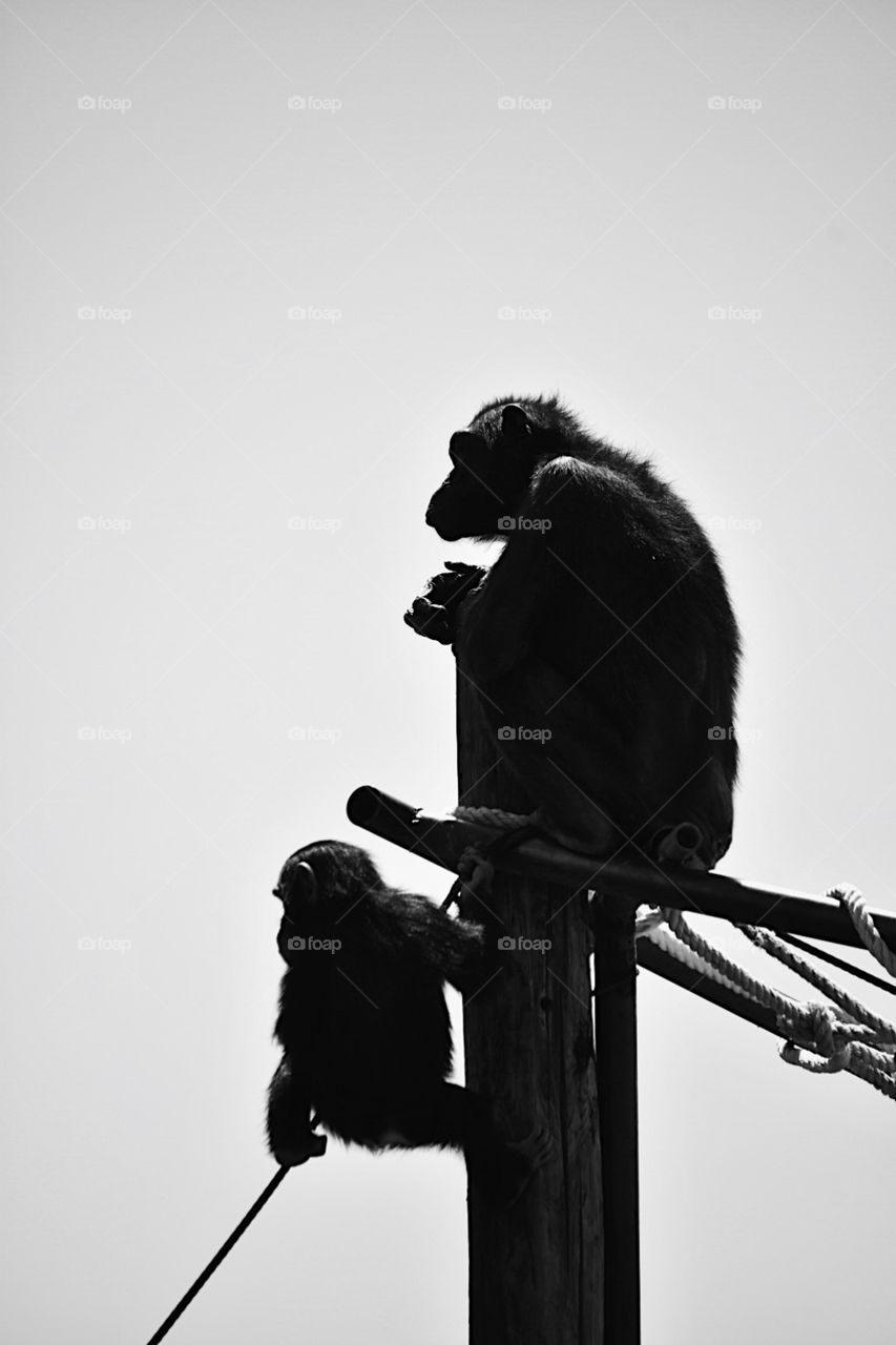 This photo represents nature and procreation. It depicts a male chimpanzee and it’s baby, which are high above. The picture was taken at a safari near Puebla, Mexico.