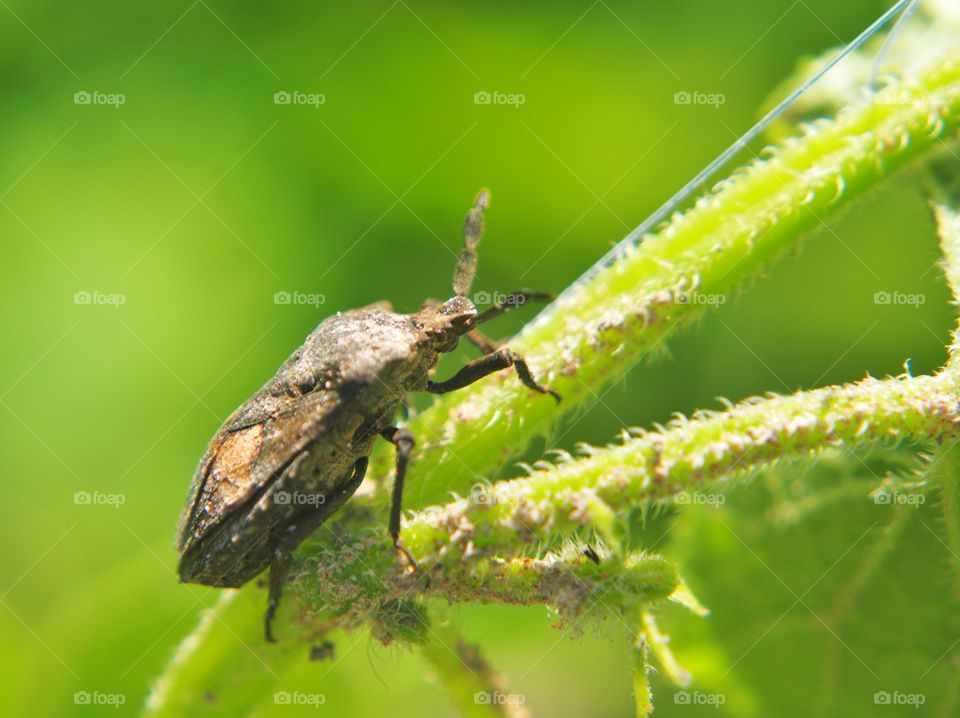 Close up of insect