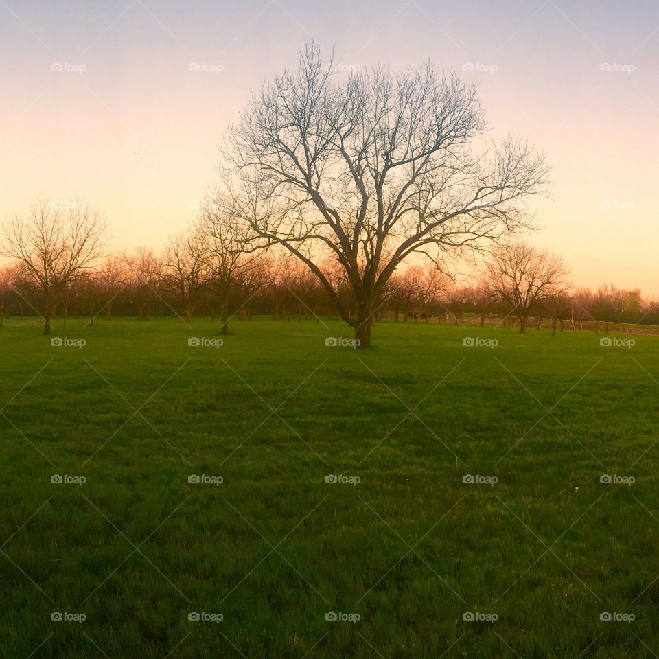 Landscape, Grass, Dawn, Tree, No Person