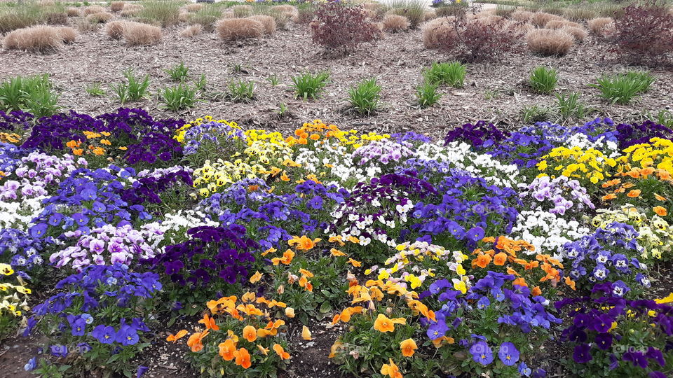 The Garden Pansy