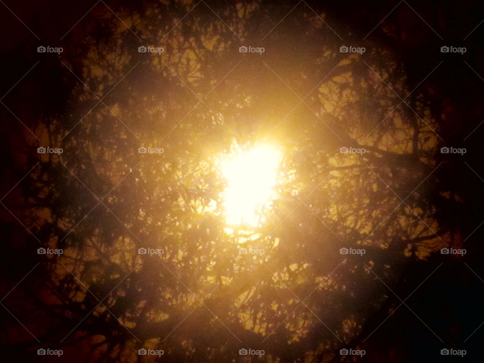 Bright Light in Tree at Night