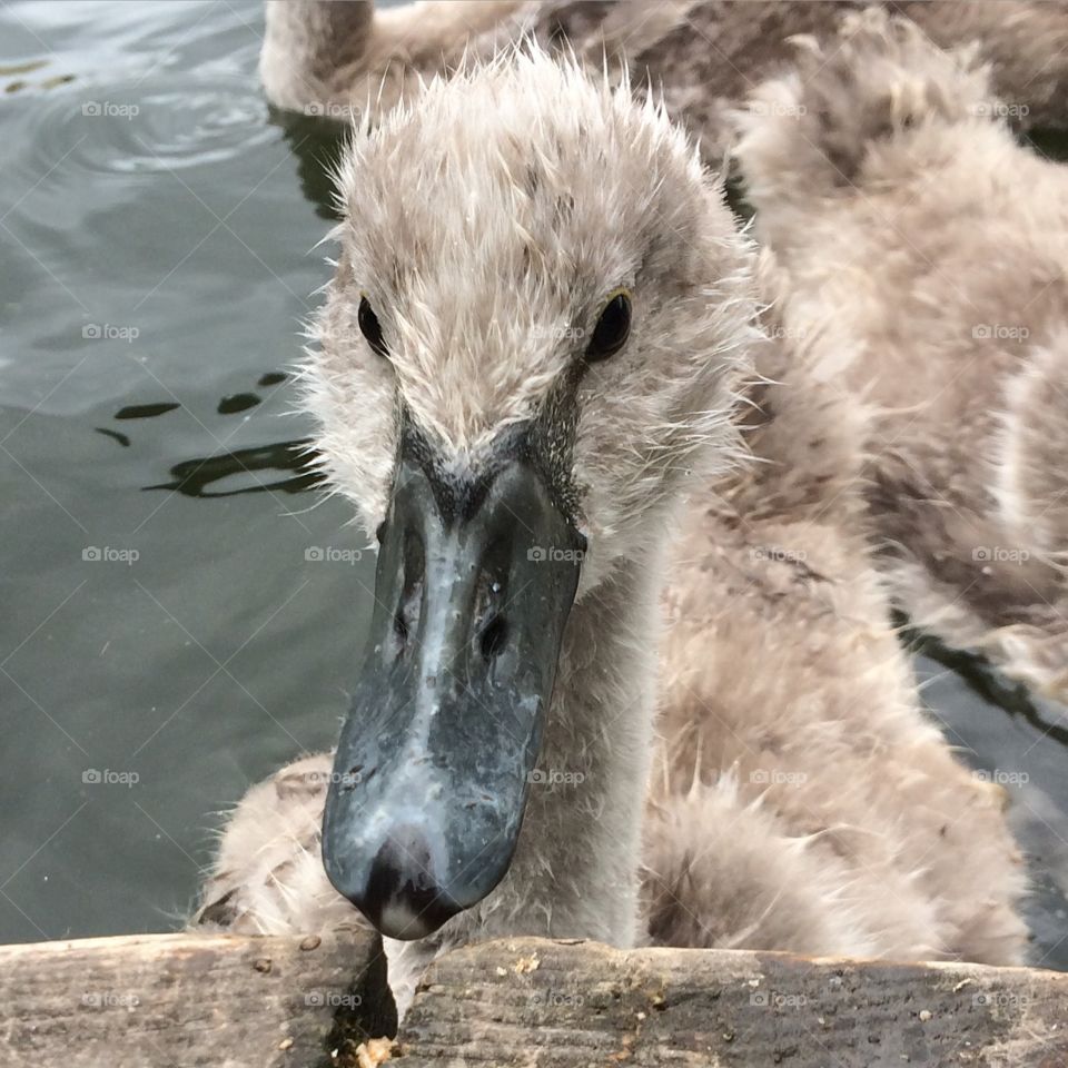 Cygnet