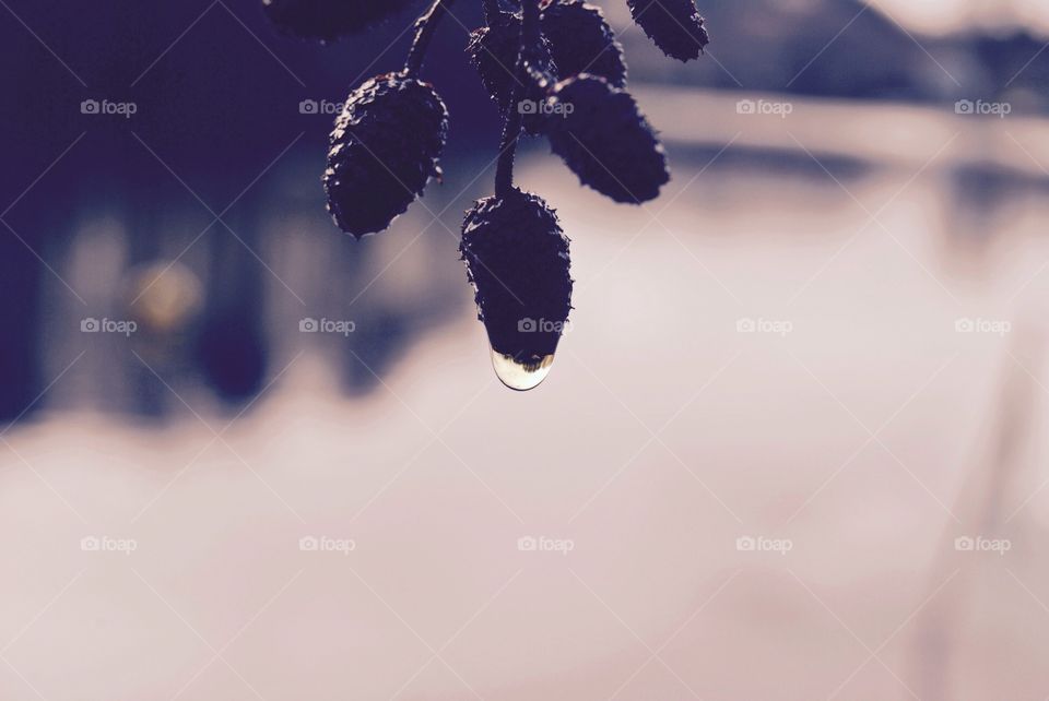 Close-up of raindrop on pine cones