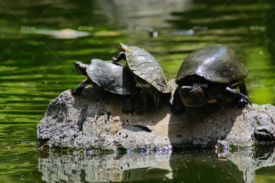 turtles on rock