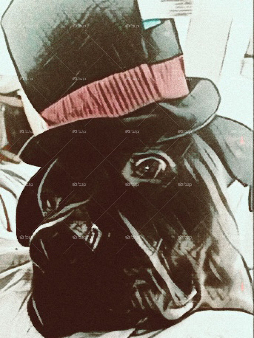 December the dog in hat 