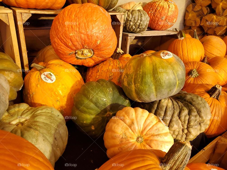 Colorful variety of pumpkins