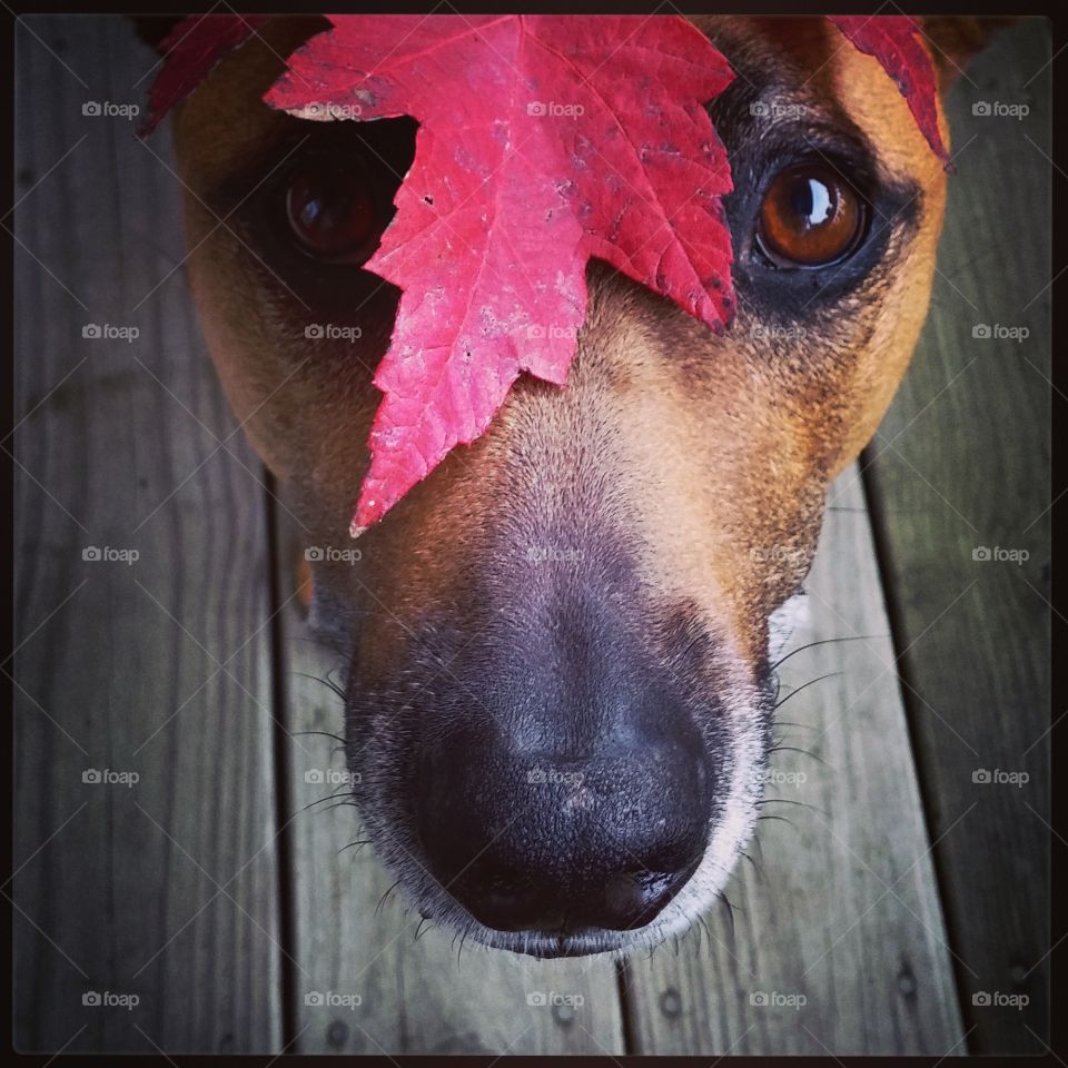 Autumn Leaf . Lucy with a maple leaf 