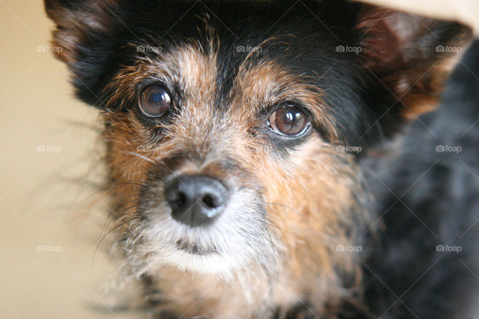Expressive Chorkie Eyes