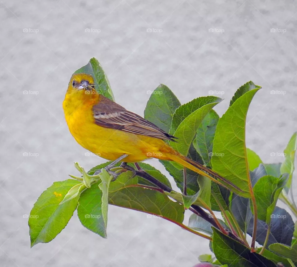 Oriole