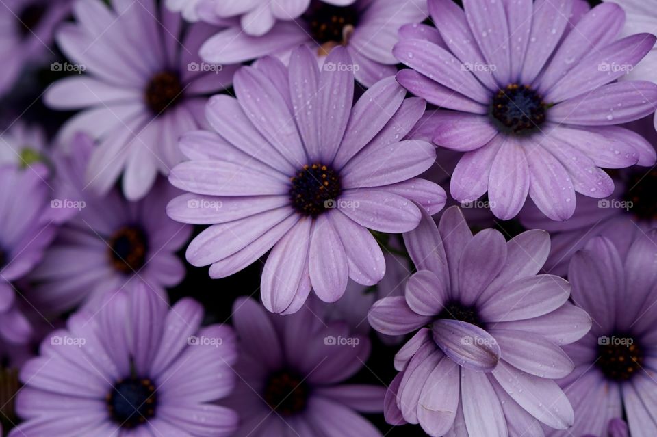 Purple flowers 