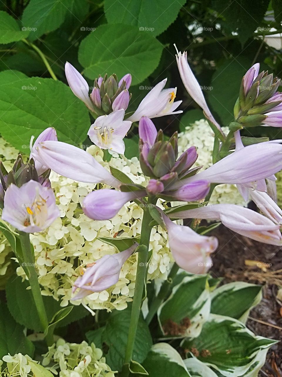 blooming hosta