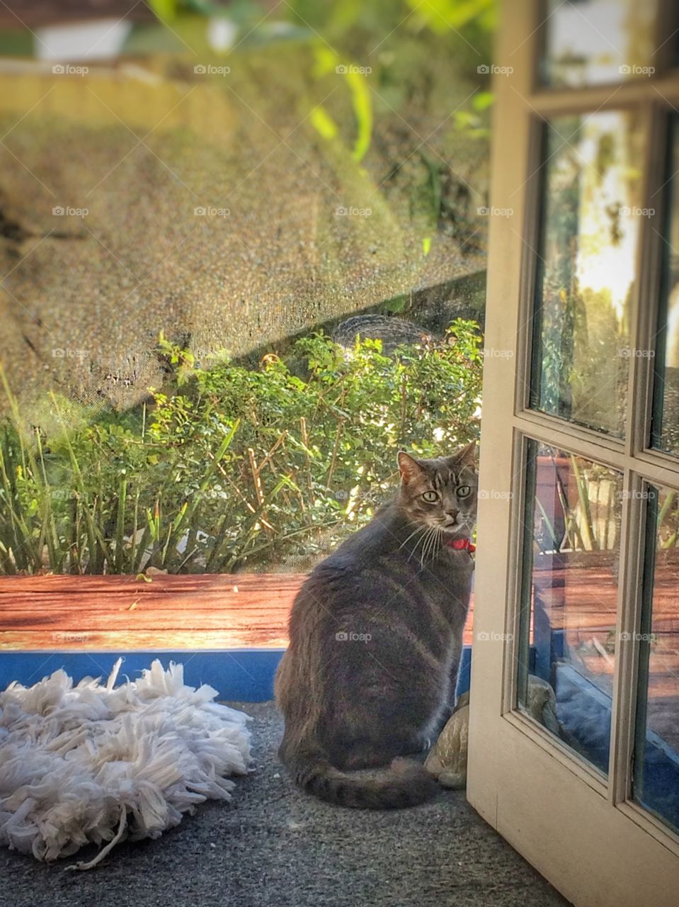 Cat by window 