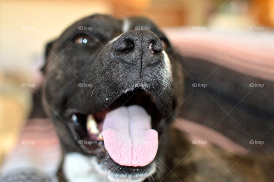 Smiley pitbull tongue out