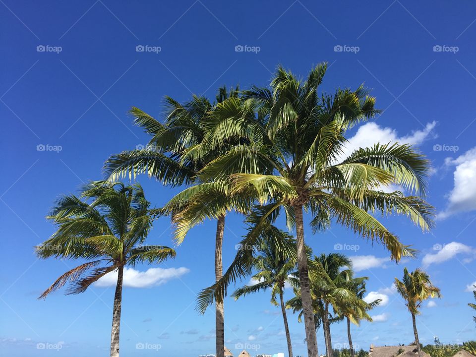 Beautiful palms on a sandy beach