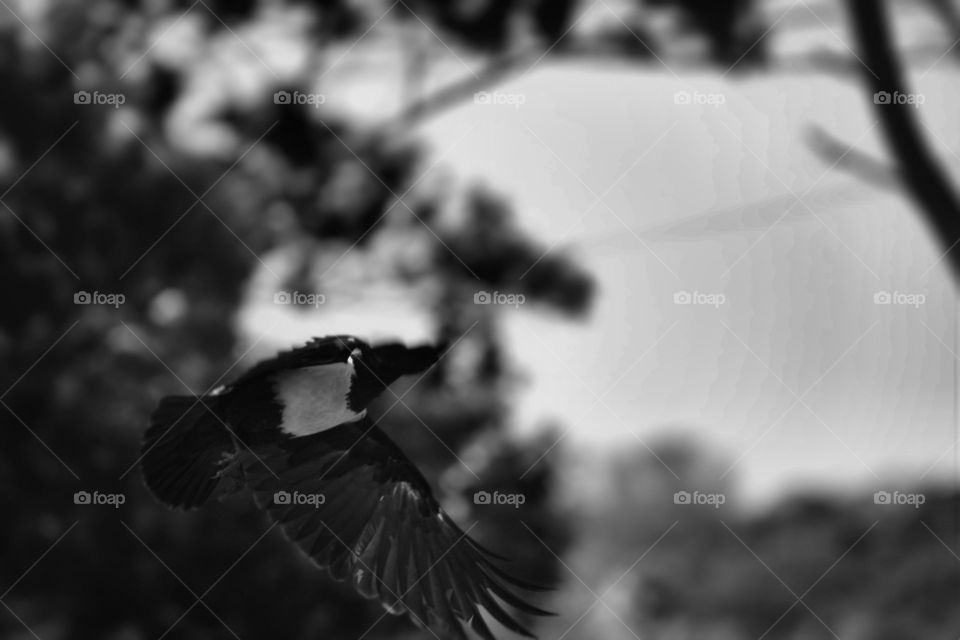 Crow takes flight in black and white