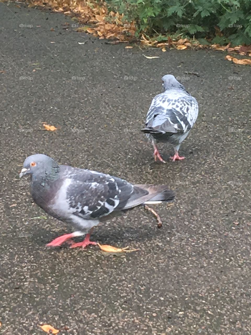 Pigeon pair 