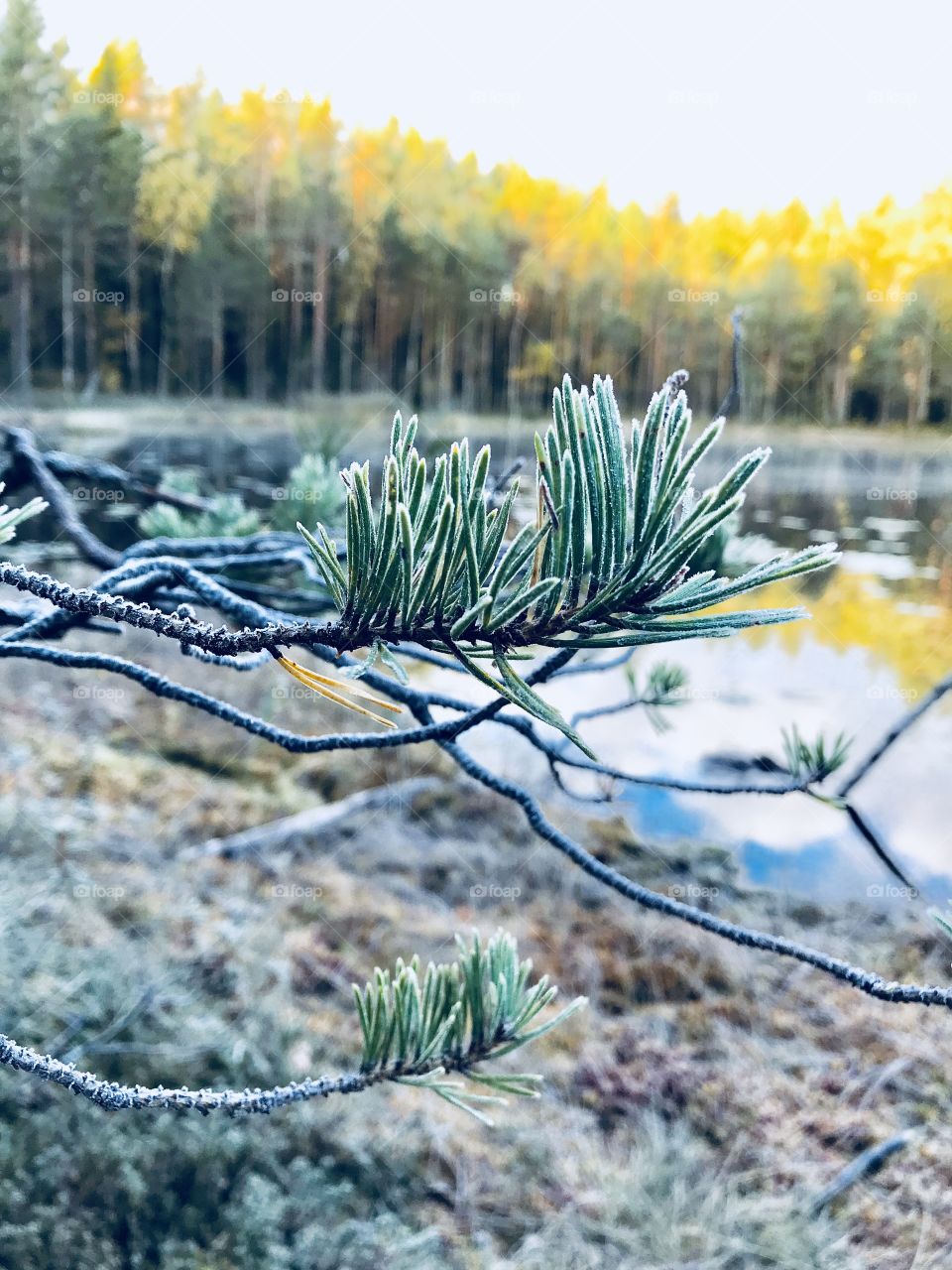 Frosty morning in the forrest 
