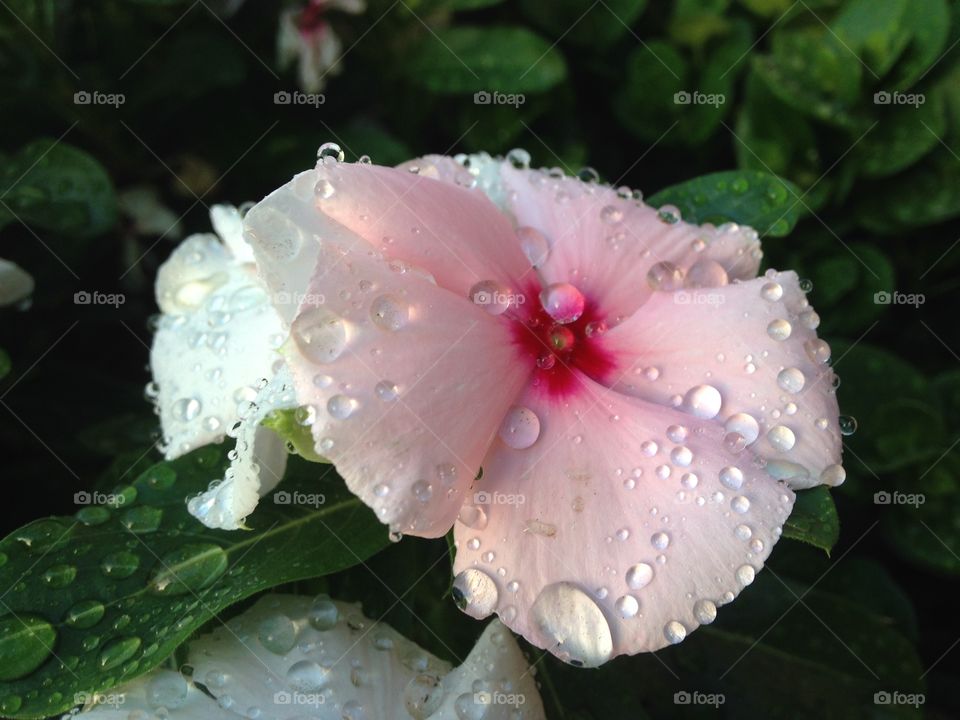 water droplets on flowers