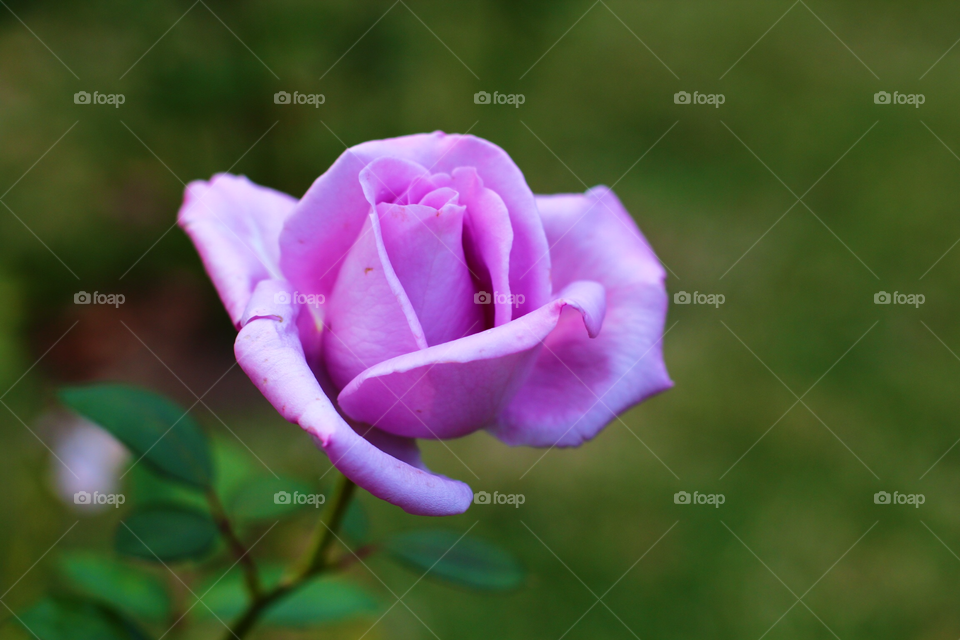 Lavender rose. 