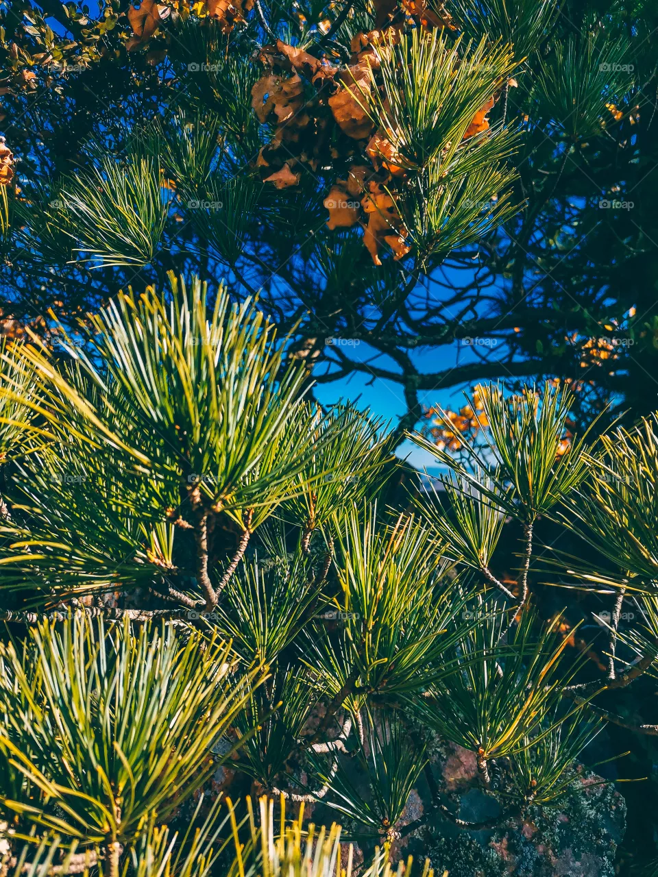 Fluffy branches