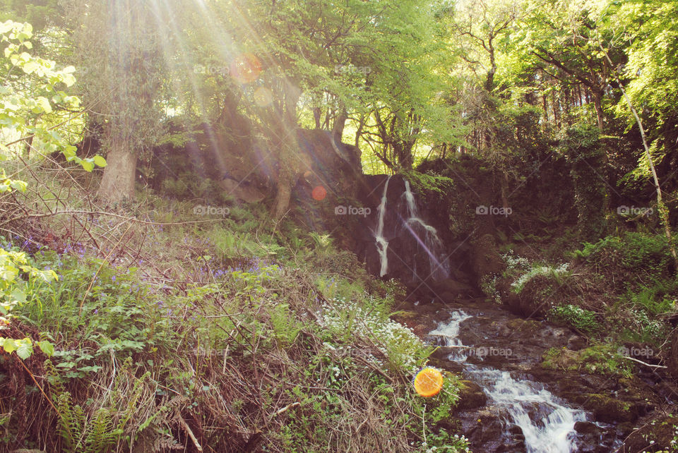 A photo of the sunshine peeking through the forest with a stream