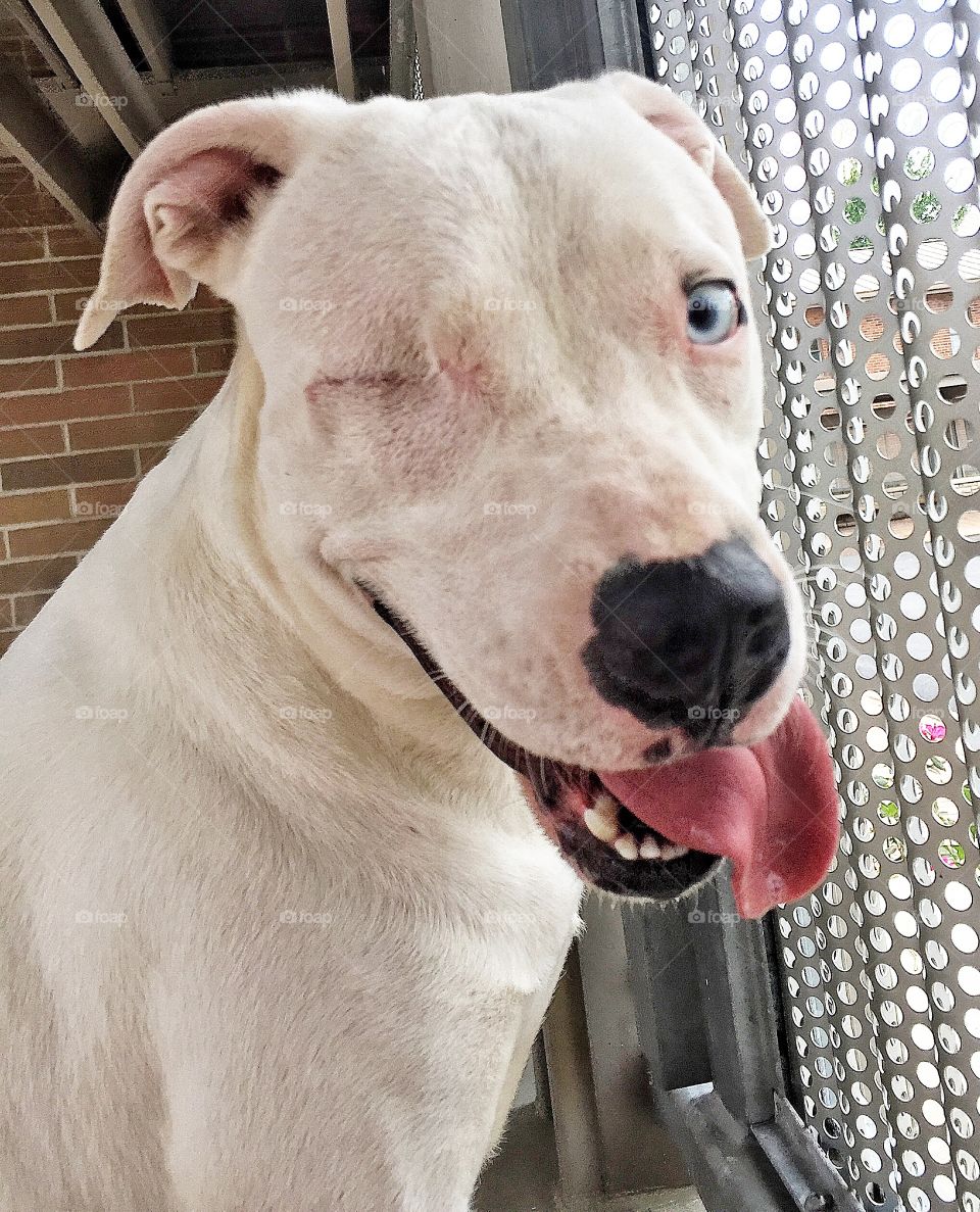 One eyed pitbull being rescued at the pound.  