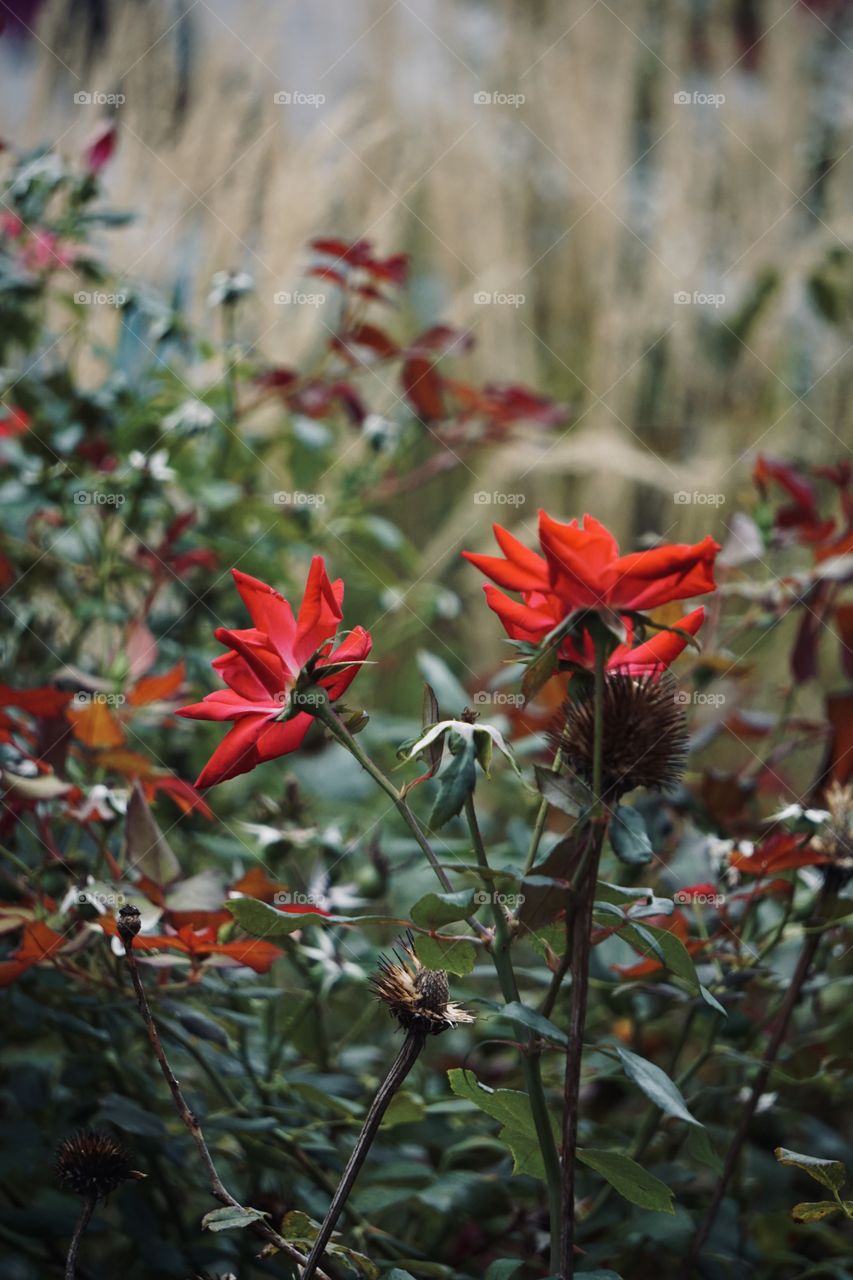 Roses among thorns 🌹🥀