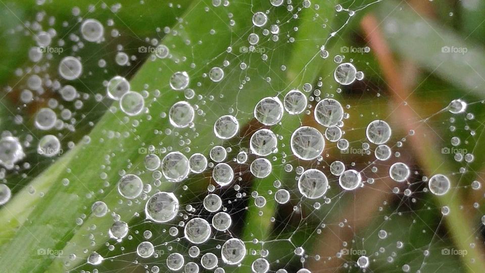 Spider Web Dew
