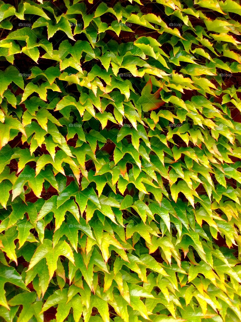 wall of leaves
