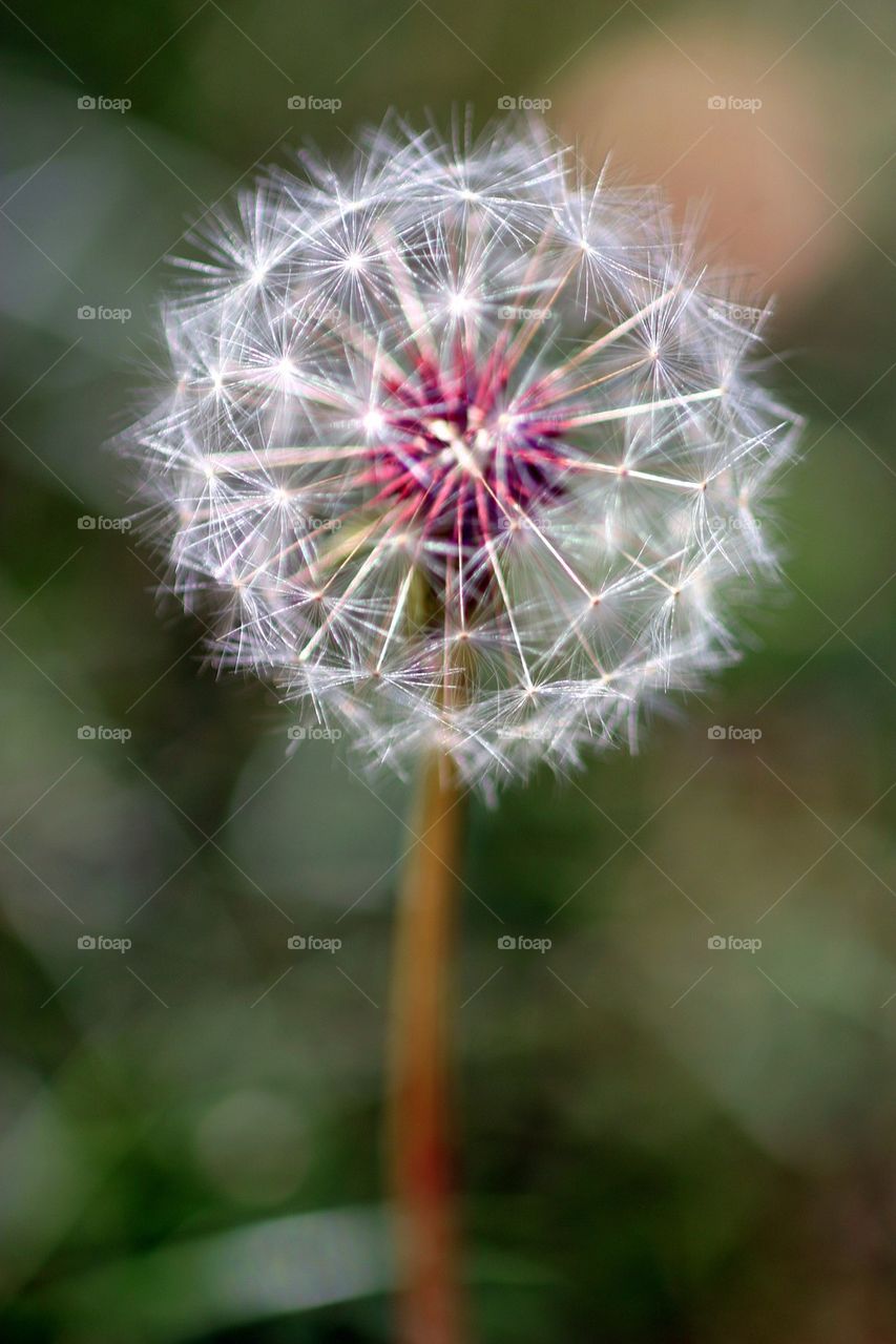 Dandelion Seed Head