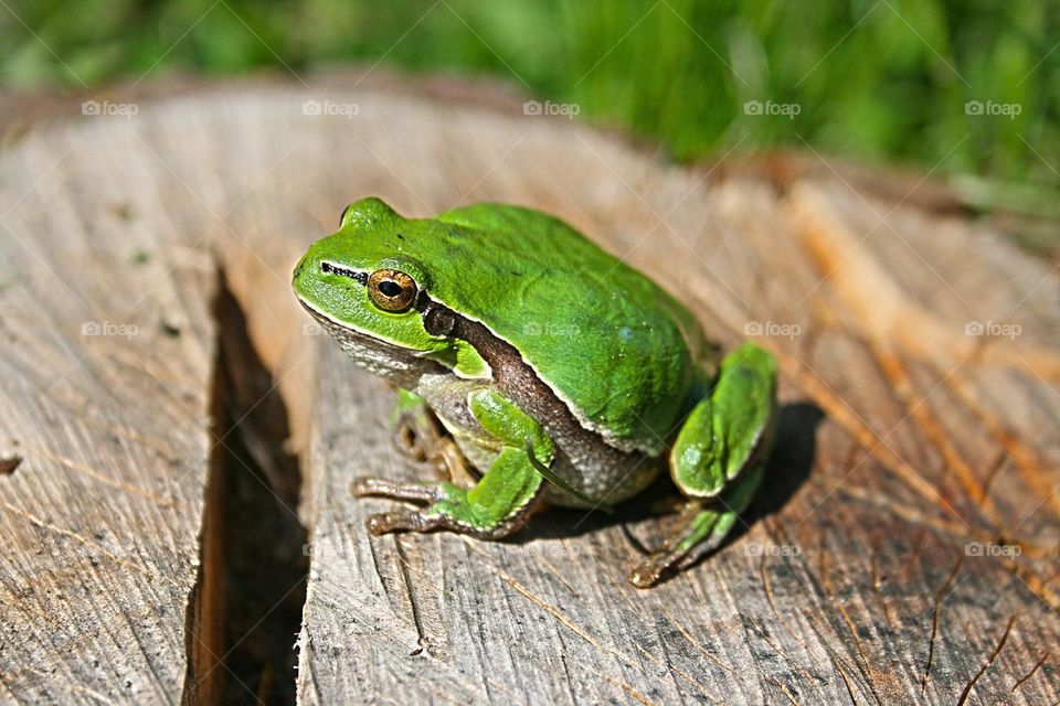 Beautiful green frog.