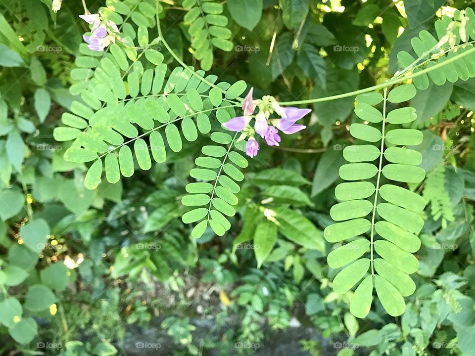 Crown-vetch a.k.a Securigera varia 