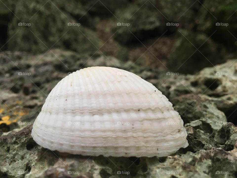 A shell in the mountains 
