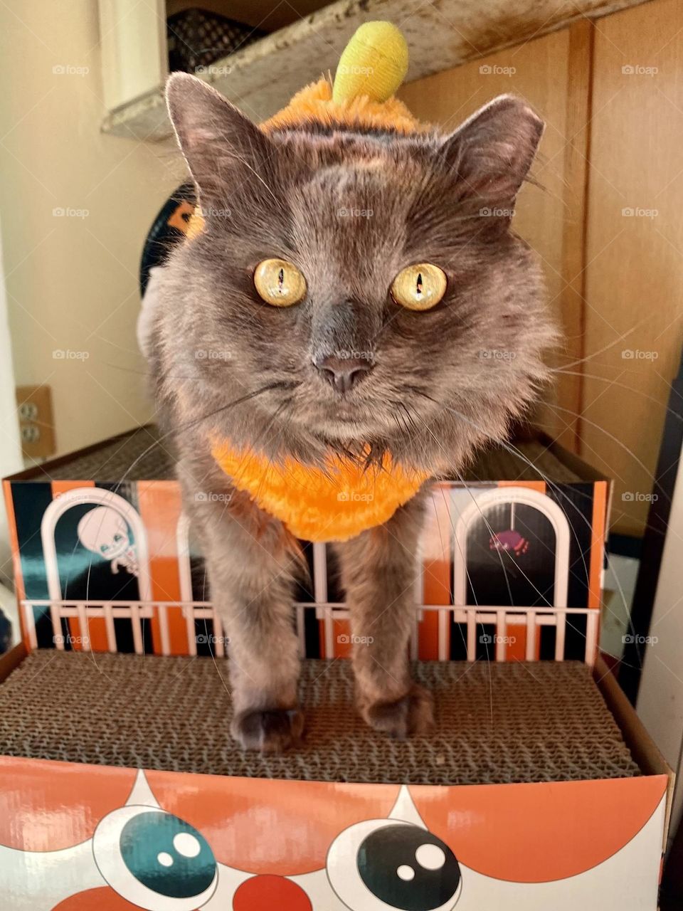 A grey cat wearing a Halloween costume and standing on a cardboard cat scratcher