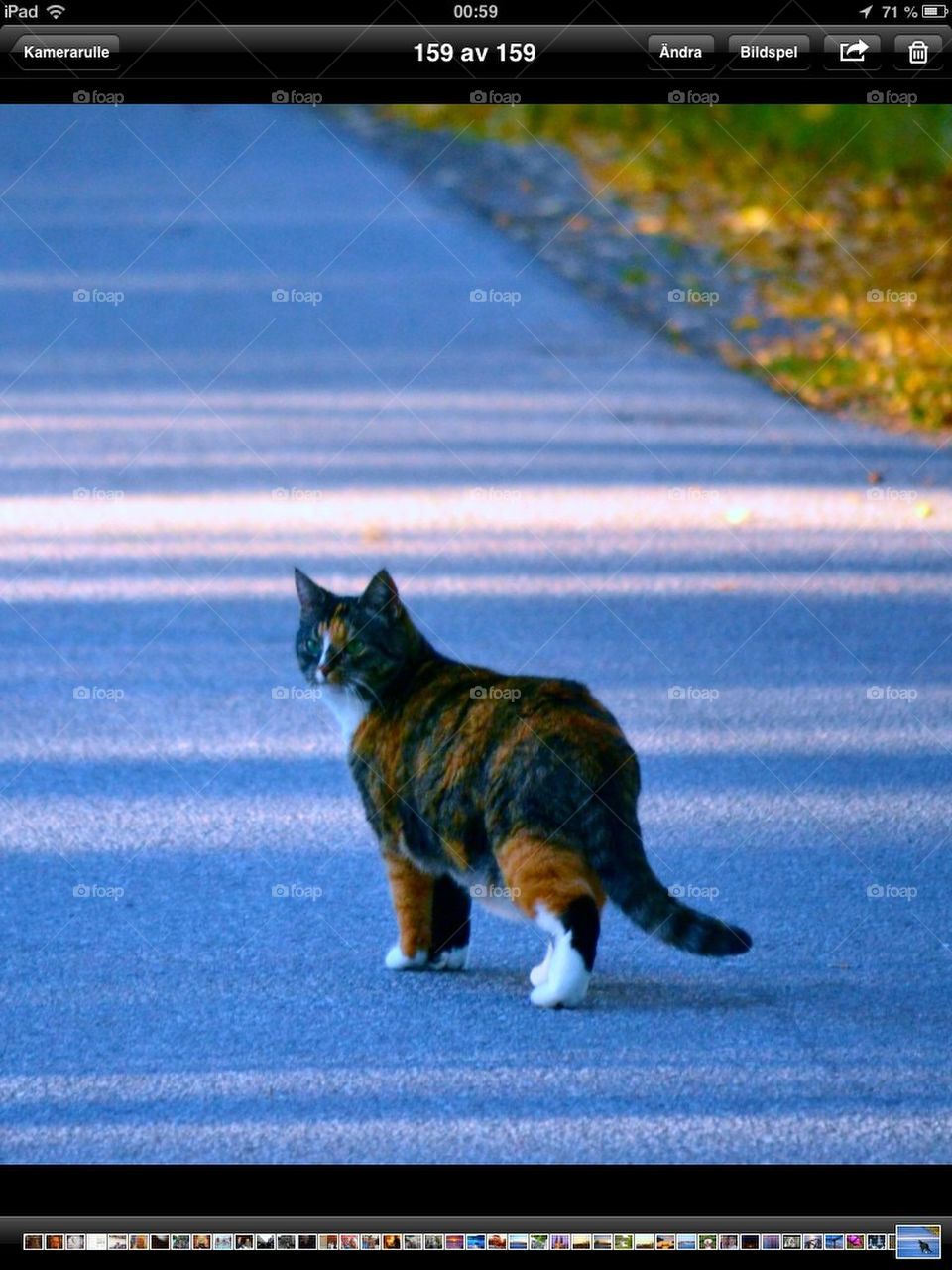 Cat walk