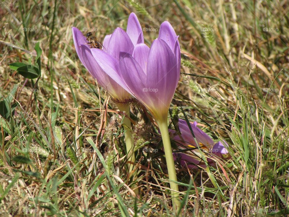 Autumn crocuses