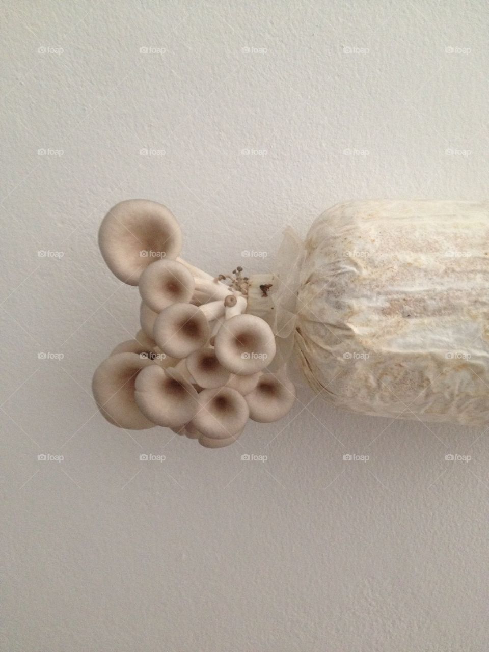 Mushroom growth.