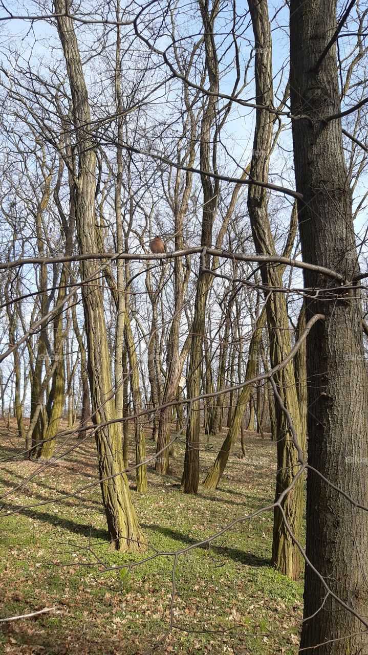 весна,парк,пташка