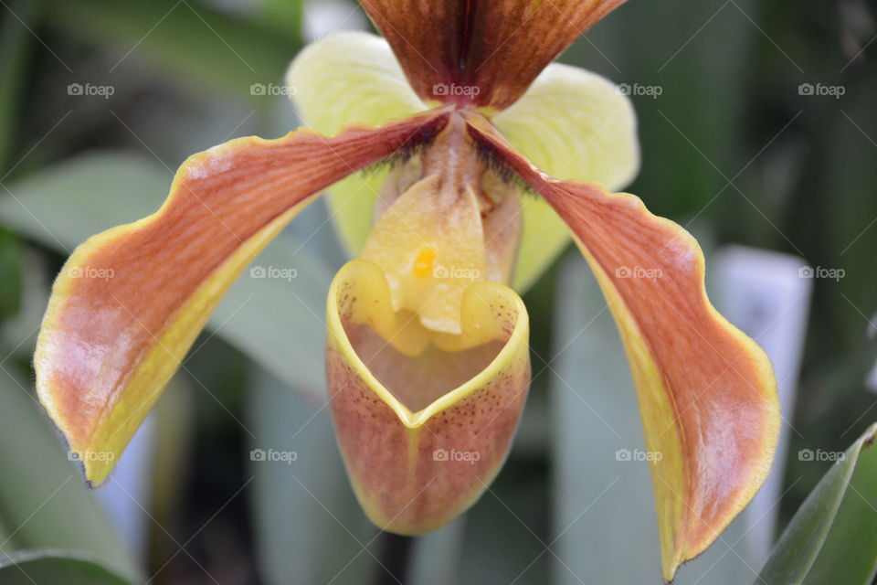 Orchid blossom 