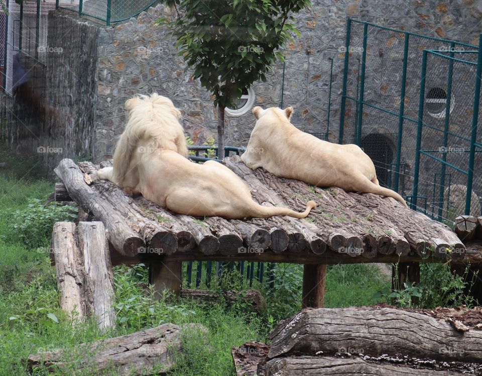 The picture was taken at a zoo in Belgrade.