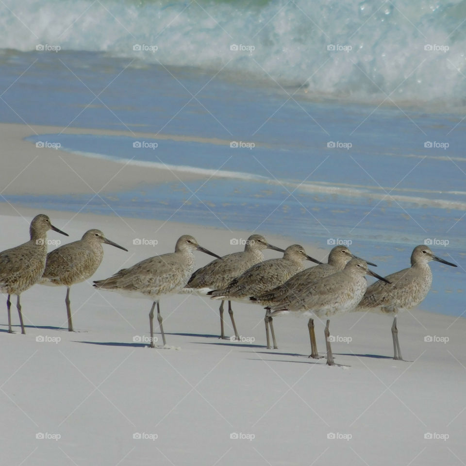 Willets, standing at beach