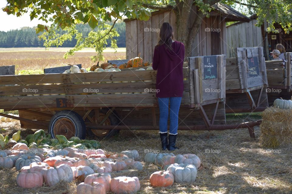 Rear view of woman picking pumpkins