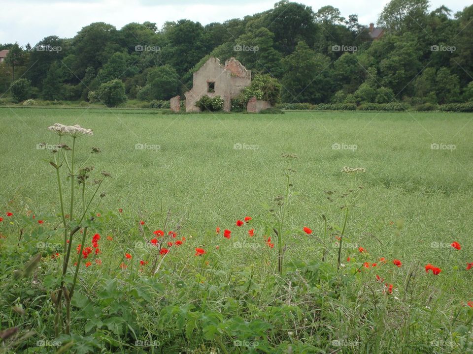 Wild Flowers