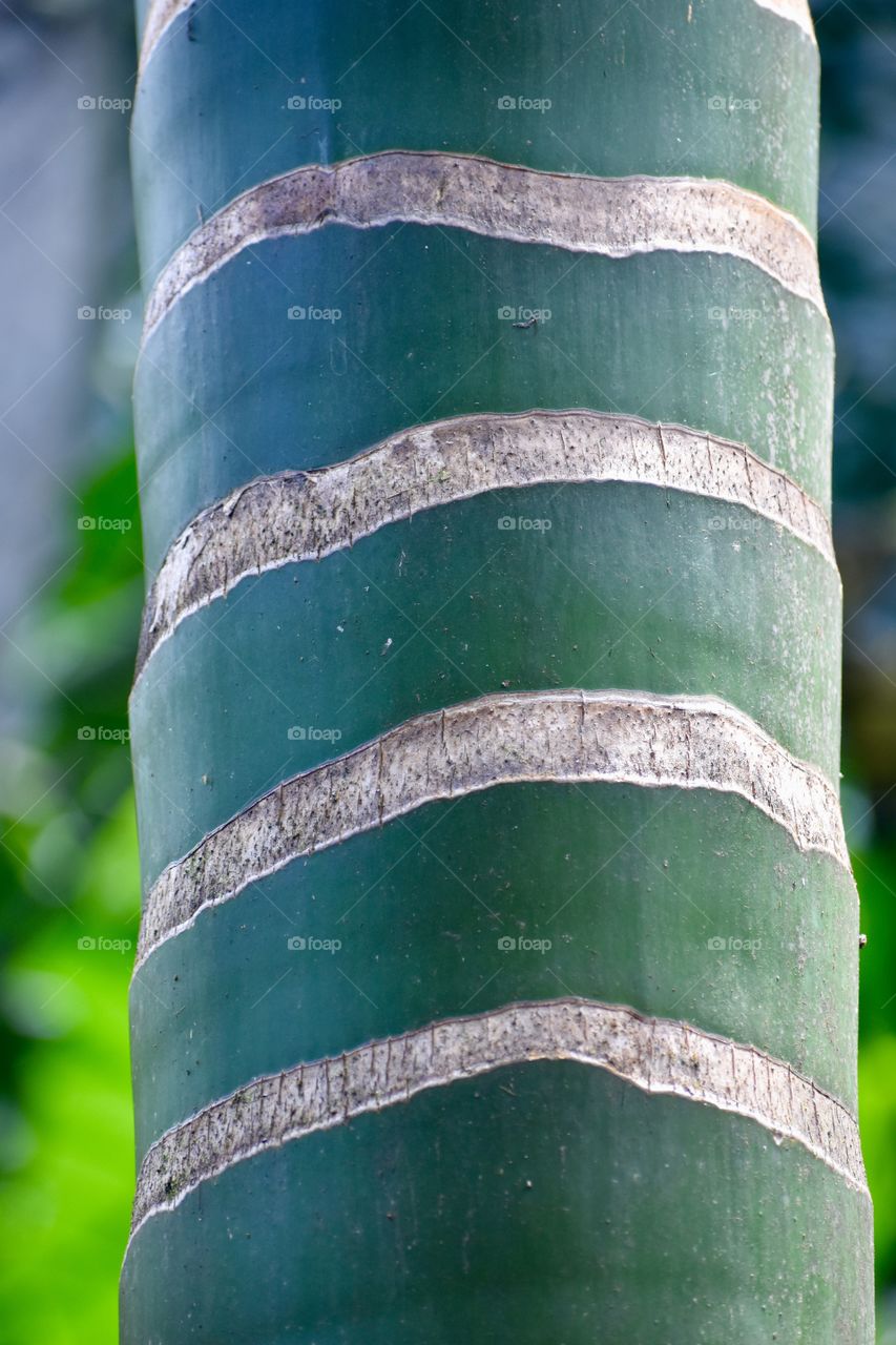 Green palm tree trunk with banding. I love the beautiful pattern.