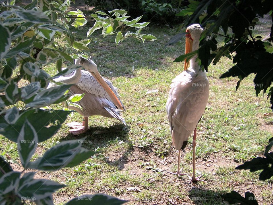 pelican zoo nice nature