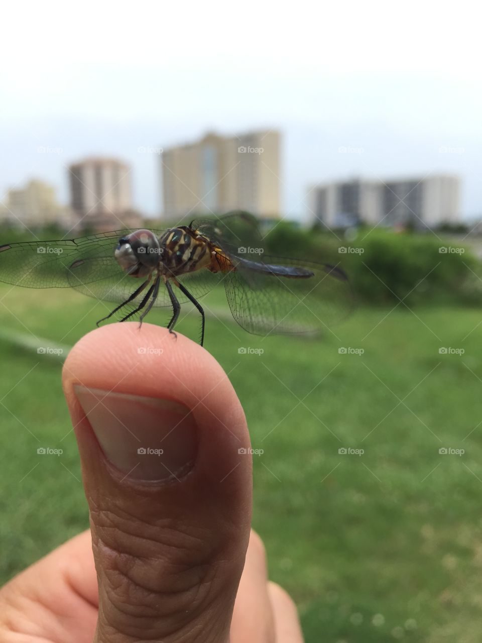 Dragonfly 