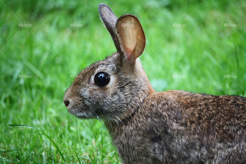 Portrait of a bunny