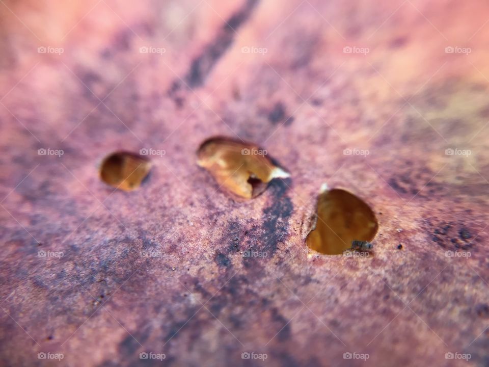 Holes In Mushroom Top